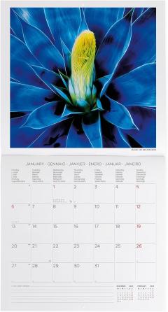 Calendar de perete 2025 - Succulents