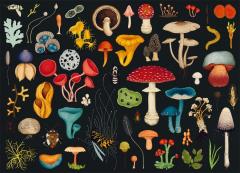 Puzzle 1000 de piese - Fungarium