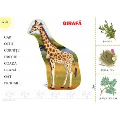 Mapa - Animale din tinuturile calde si reci