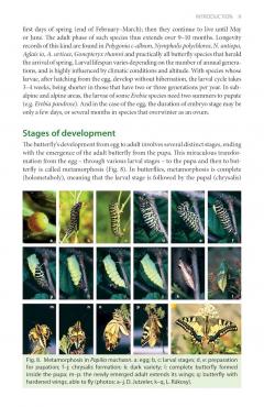 A Field Guide to the Butterflies of Romania