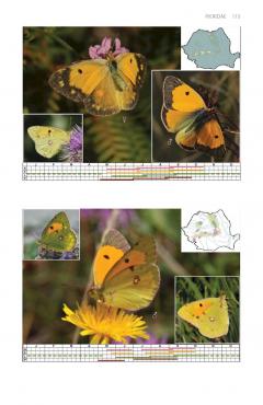 A Field Guide to the Butterflies of Romania