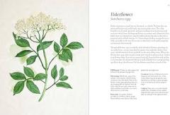 A Forager's Guide to Wild Drinks