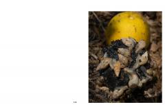 Orange Blossom Trail