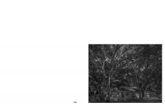 Orange Blossom Trail