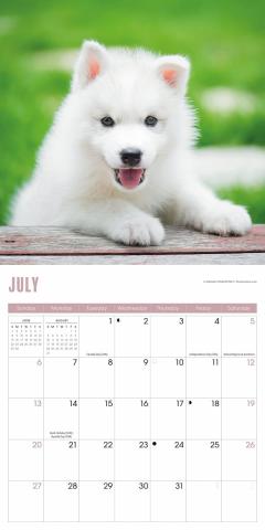 Calendar de perete 2025 - Mini - Puppies 