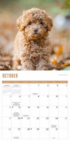 Calendar de perete 2025 - Mini - Puppies 