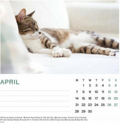 Calendar de birou 2025 - Cat Naps