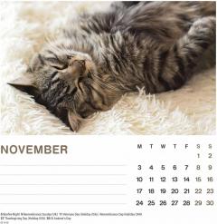 Calendar de birou 2025 - Cat Naps