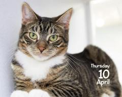 Calendar de birou 2025 - Mini - Cats