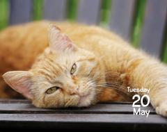 Calendar de birou 2025 - Mini - Cats