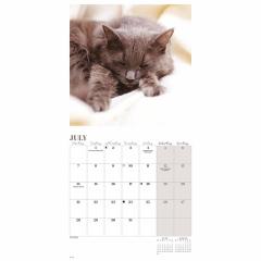 Calendar de perete 2025 - Mini - Cat Naps