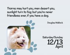 Calendar de birou 2025 - Mini - Puppies