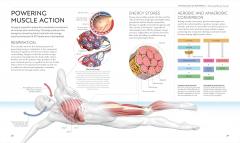 Science of Swimming