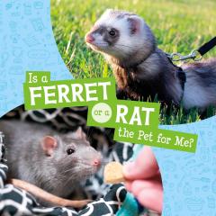 Is a Ferret or a Rat the Pet for Me?