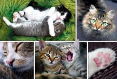 Puzzle 1500 piese - Just Cat Things