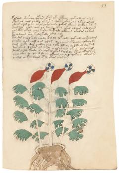 Das Voynich-Manuskript. The Voynich Manuscript (DE/EN)
