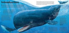 MEGA: The Most Enormous Animals Ever