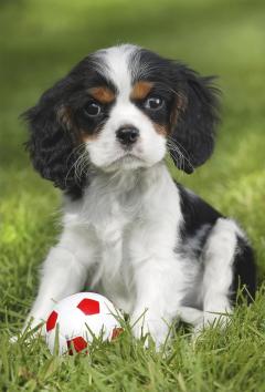 Puzzle 3x48 piese - My favorite baby pets