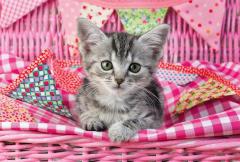 Puzzle 3x48 piese - My favorite baby pets