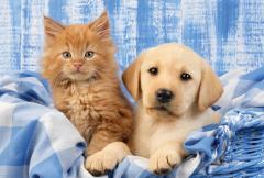 Puzzle 3x48 piese - My favorite baby pets