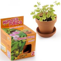 Kit plantare - Mimosa Pudica