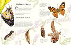 An Anthology of Butterflies and Moths