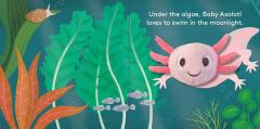 Baby Axolotl