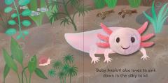 Baby Axolotl