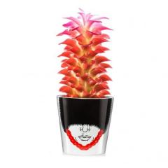 Ghiveci mare - Magic Bobby