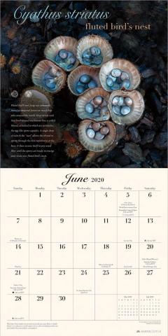 Calendar de perete 2020 - The miraculous mushroom