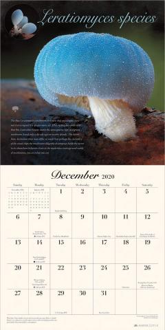 Calendar de perete 2020 - The miraculous mushroom