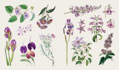 The Sticker Treasury of Butterflies and Blooms