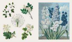 The Sticker Treasury of Butterflies and Blooms