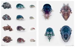 Neri Oxman: Material Ecology