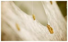 Neri Oxman: Material Ecology