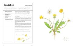 The Medicinal Garden