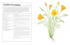 The Medicinal Garden