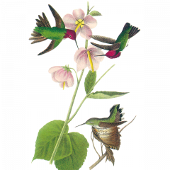 Intelepciunea pasarilor