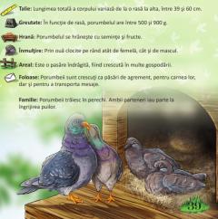 Prima mea enciclopedie. Animale domestice