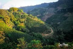 Cafea boabe - Columbia Finca Las Flores Washed Special Fermentation