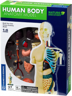 Set educativ Stem - Anatomia corpului uman