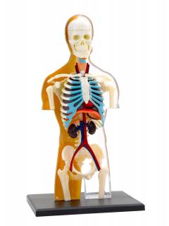 Set educativ Stem - Anatomia corpului uman