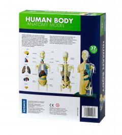 Set educativ Stem - Anatomia corpului uman