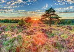 Puzzle 1000 piese - Sunset on the Heath