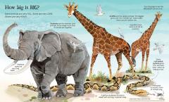 Big Book of Animals