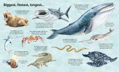 Big Book of Big Sea Creatures