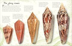 An Anthology of Shells