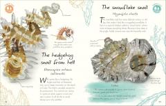 An Anthology of Shells