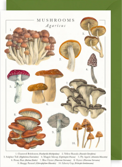 Felicitare Mushrooms