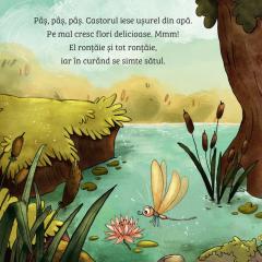 Invat despre natura - Castorul